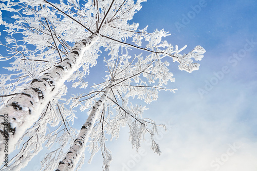 birch covered with hoarfrost