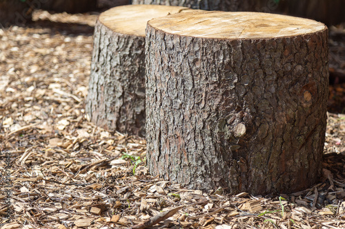 Two are fresh cut a stub with tosty textural bark and annual rings on a saw cut. A floor is plentifully strewed with wooden spill. A horizontal shot, the place for an inscription