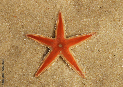 Orange Comb Starfish overview on sand - Astropecten sp.