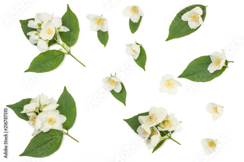 Jasmine flowers isolated on white