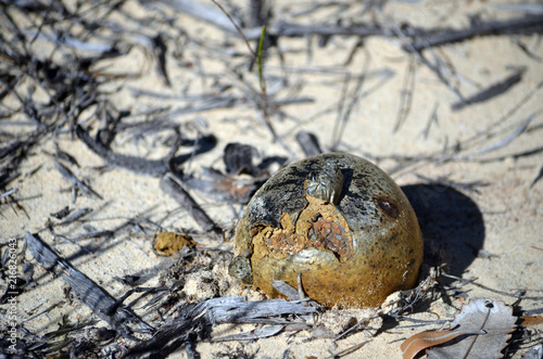 Horse Dung Fungus, Pisolithus arhizus, growing on the Little Marley Fire trail, Royal National Park, Sydney, NSW, Australia. Also called the dyeball fungus and dead mans foot.