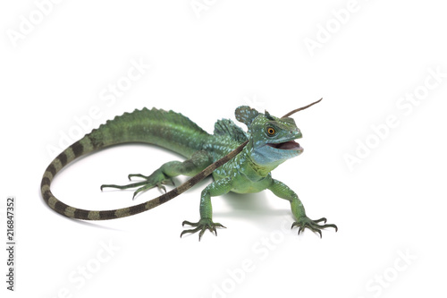 The common basilisk isolated on white background