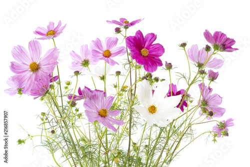 Schmuckkörbchen (Cosmos bipinnatus) auf weißem Hintergrund