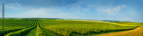panoramica view ofcolorful fields and rows of currant bush seedlings as a background composition
