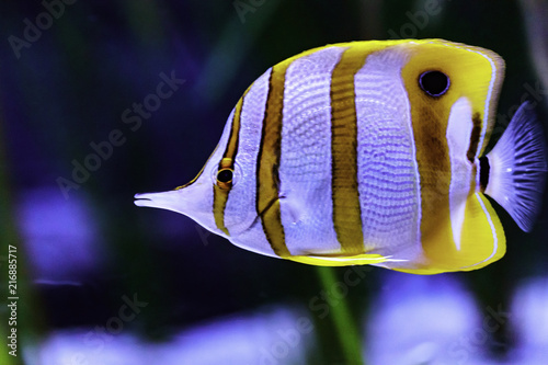 he copperband butterflyfish (Chelmon rostratus), also known as the beaked coral fish