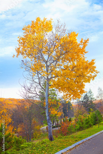 autumn park nature with colorful tree 