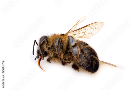 A macro close-up of a dead honey bee on a white background.