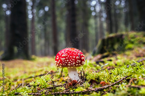 Wet single red fly agaric mushroom in forest with moss and grass on the ground