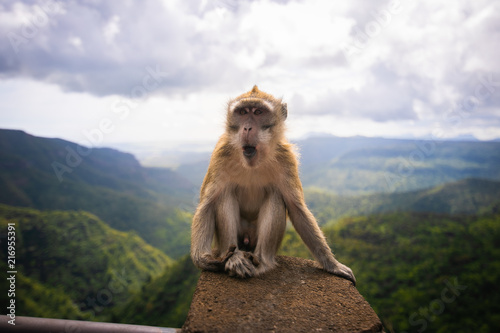Affe auf Mauritius