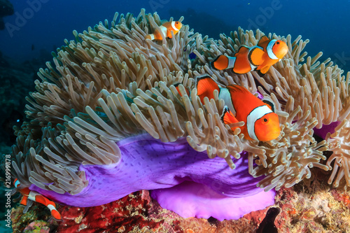 A family of beautiful False Clownfish in their host anemone on a tropical coral reef