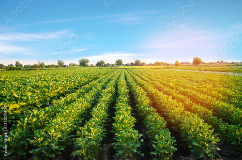 potato plantations grow in the field. vegetable rows. farming, agriculture. Landscape with agricultural land. crops