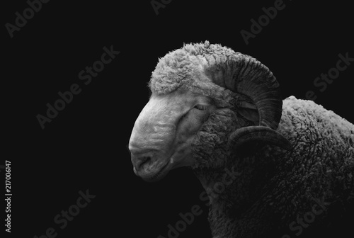 Sheep portrait (Merino) black and white 