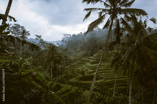 Rice Paddies