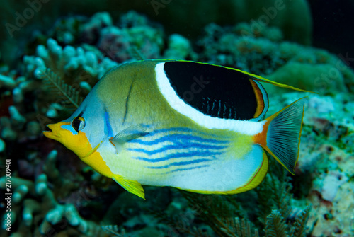 Saddled Butterflyfish Chaetodon ephippium