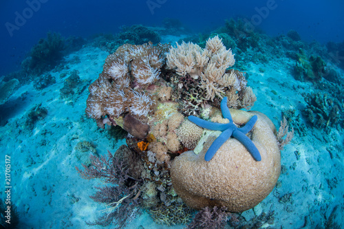 Blue Starfish and Corals in Indonesia
