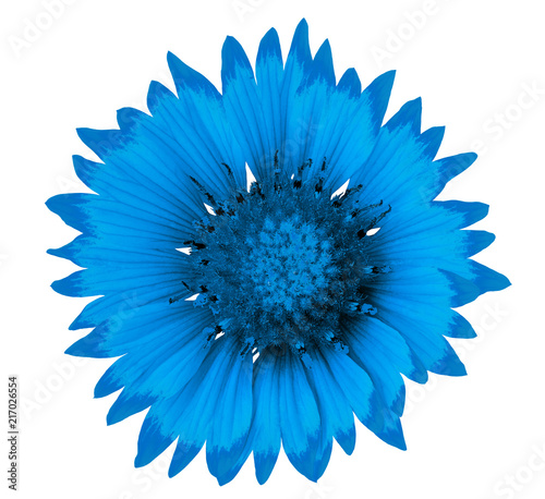 flower blue gaillardia isolated on a white background. Close-up. Element of design.