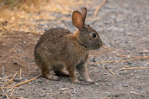 Cute Brush Rabbit on walking path. Point Reyes Station California.