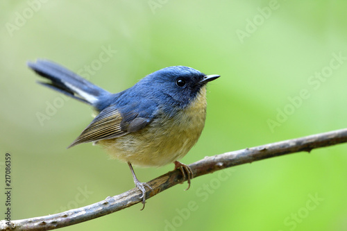 Lovely wild bird, Male of Slaty-blue flycatcher (Ficedula tricolor) lovely little blue bird perching on torn vine showing its pale yellow belly feathers profile and high tail moving