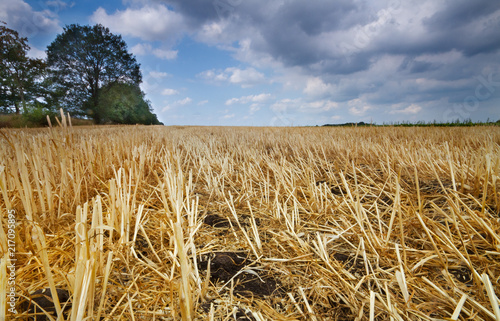 Rural landscape under blue sky with clouds, corn stubbles left on the field after harvest of grain