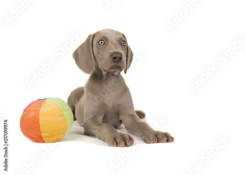 Cute weimaraner puppy with blue eyes lying down with a toy ball glancing to the right isolated on a white background