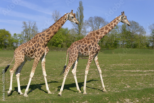 Two giraffes (Giraffa camelopardalis) walking on grass in single file