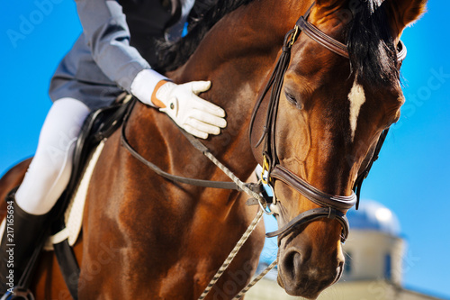 Caring equestrian. Caring professional equestrian calming his favorite horse before important horserace