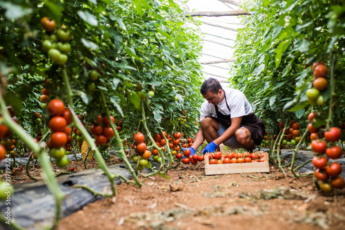 Male farmer picking fresh tomatoes in box from his hothouse garden