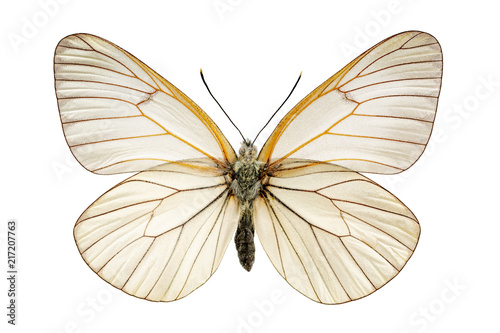 Aporia crataegi on a white background