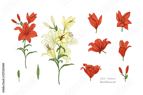 Set of lily flowers in color. Vector botanical illustration of florist. Hand drawn illustration in vintage style.
