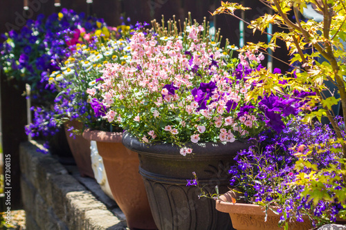 Beautiful, Summer garden with amazing blossom in big flowerpots