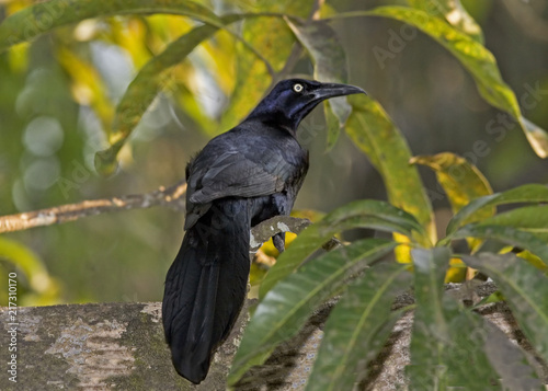 Male Great-tailed Grackle, Quiscalus mexicanus, on post