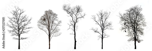 Collection of trees without leaves isolated on white background