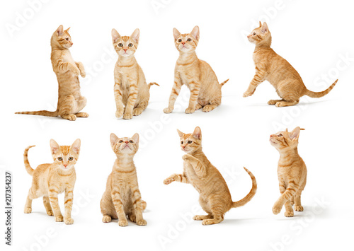 Cute Orange Tabby Kitten in Different Positions