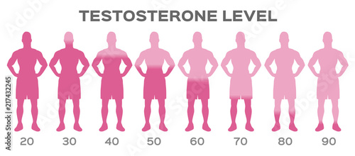 testosterone hormone level vector / man