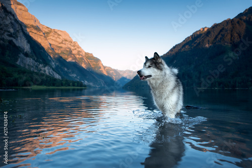 alaskan malamute and swiss mountains