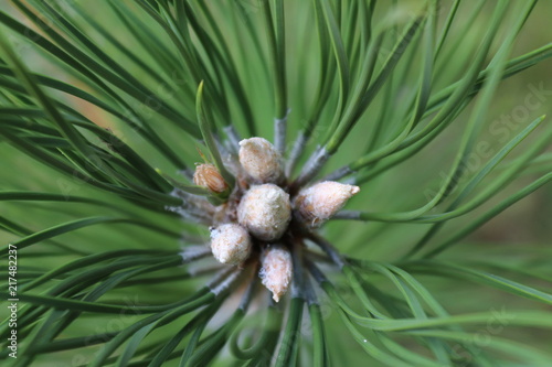 sosna zwyczajna, Pinus sylvestris