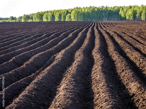 Field. Planting potatoes.