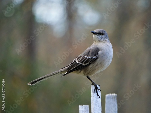 A single Mocking bird (Mimus polyglottos) perching on the white wooden fence on the blurry garden background, Winter in GA USA.