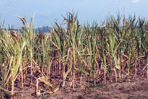 drought corn field in hot summer