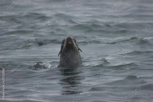 Wild Northern fur seal on Tuleniy island near Sakhalin