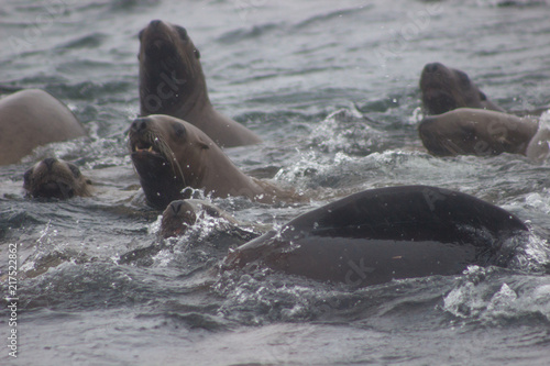 Wild steller sea lions (Eumetopias jubatus) on Tuleniy island near Sakhalin