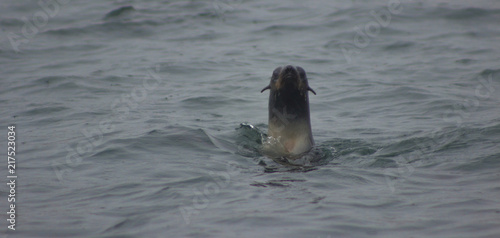 wild .Northern fur seal