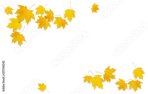 Autumn maple twig with yellow leaves