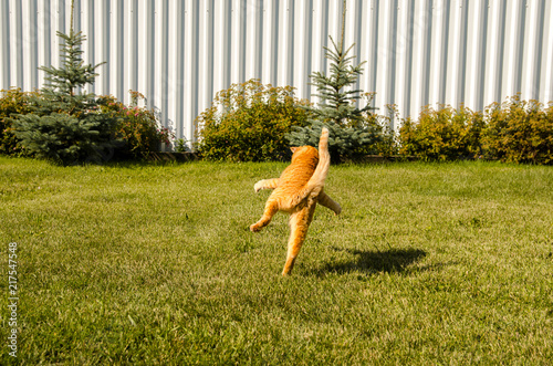 Ginger cat jumps, on a green grass background.