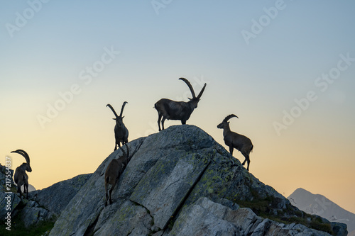 Steinbock-Kolonie, Alpensteinbock - Capra ibex