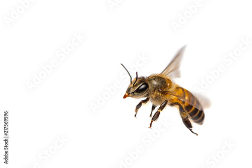 A close up of flying bee isolated on white background