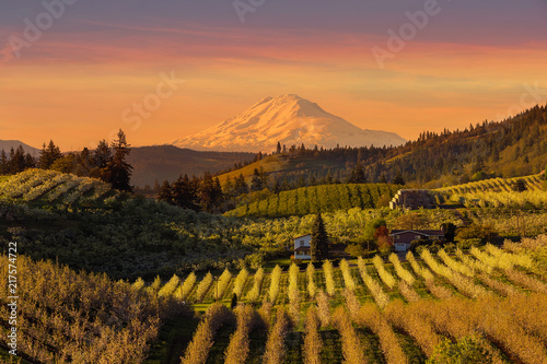 Beautiful Golden Sunset over Hood River Pear Orchard in Oregon