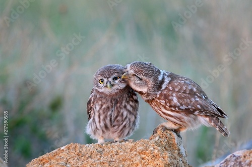 The little owl (Athene noctua) with his chick standing on a stone