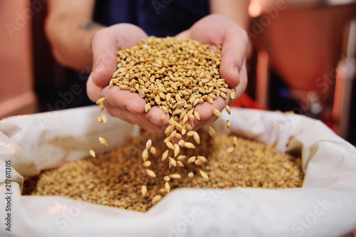 Male hands of the brewer holding beer malt on the background of the brewery.