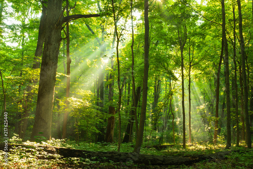 Sunlight rays shining through misty morning forest